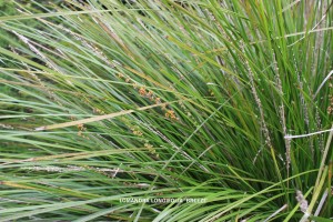 Lomandra longifolia 'Breeze' - foliage